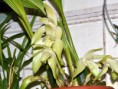 /album/maxillareae/lycaste-fimbriata-jpg/